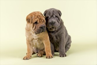 Two Shar-Pei puppies