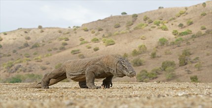 Komodo Dragon (Varanus komodoensis)