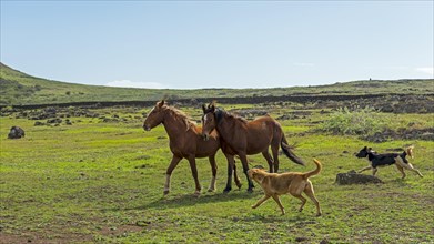 Horses and dogs