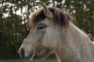 Icelandic horse filly