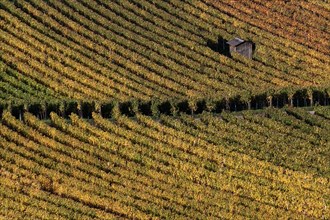 Vineyard in autumn colours