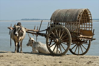 Farmer with ox cart