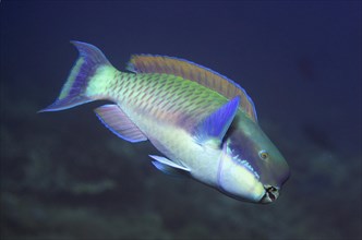 Steephead Parrotfish (Chlorurus microrhinos)