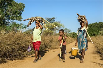 Two Malagasy women and a boy walking on the road and carrying sugar cane on their heads