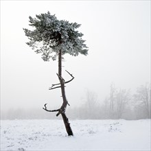 A pine tree in the fog