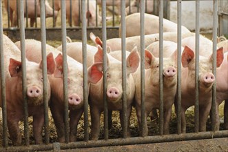 Pigs behind gates on an organic farm