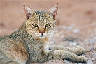 African Wildcat (Felis silvestris lybica) adult