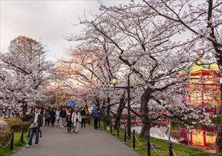 Crowd under cherry blossoms at Shinobazu Pond