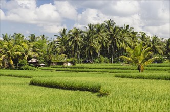 Paddy field and coconut trees