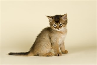 Somali kitten