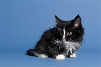 Norwegian Forest Cat