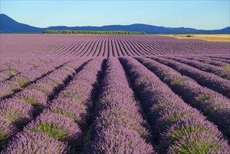 Rows of purple lavender in height of bloom in a field on the Plateau de Valensole