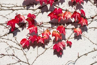 Red leaves of Virginia creeper (Parthenocissus quinquefolia) in autumn