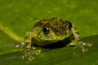 Boulenger's Giant Treefrog (Platypelis grandis) in the rainforest of Marojejy
