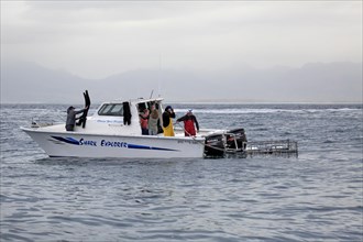 Shark tour boat