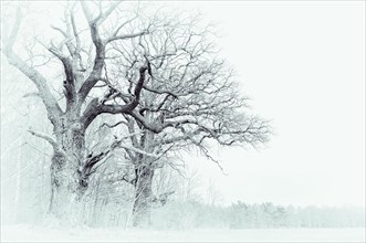 Old English oaks (Quercus robur)