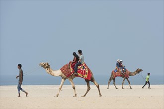 Indian tourists riding camels