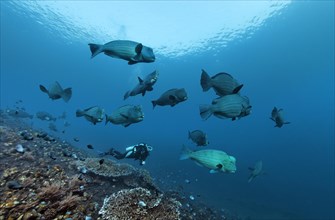 Diver observing a swarm of Green humphead parrotfish (Bolbometopon muricatum) swimming over a coral reef