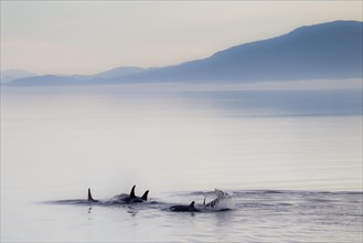 Orcas (Orcinus orca)