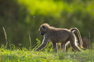 Olive baboon (Papio anubis)