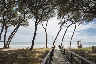 Pines (Pinus pinea) and boardwalk at the beach