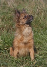 Chihuahua-Pomeranian mixed breed