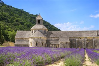 Lavender fields in full bloom in front of Abbaye de Senanque Abbey