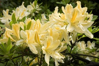 Blooming yellow Rhododendron (Rhododendron molle)