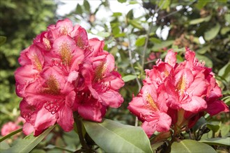 Red blooming Rhododendron (Rhododendron sp.)