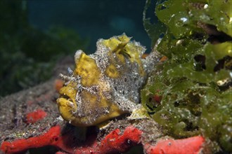 Commerson's or giant frogfish (Antennarius commersonii)