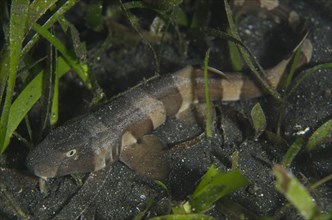 Brown-banded Bamboo Shark (Chiloscyllium punctatum)