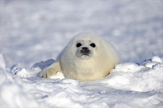 Harp seal (Pagophilus groenlandicus