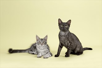 Maine Coon and Egyptian Mau cats