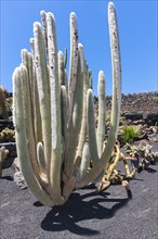 Micranthocereus albicephalus cactus
