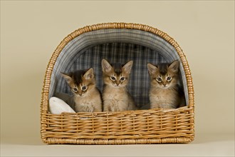 Somali kittens tawny