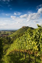 Vineyards and Staufen castle