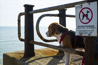 Dog ban on the beach