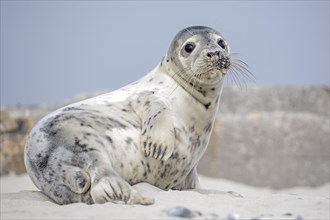 Seal (Phoca vitulina)