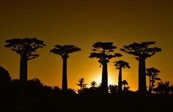 Baobab avenue at sunset in West Madagascar