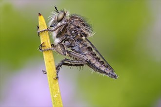 Fan-bristled Robberfly (Dysmachus trigonus)