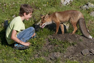 Boy sitting next to a Red Fox (Vulpes vulpes) at its den