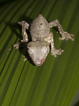 Baweng Satanic Leaf Gecko (Uroplatus phantasticus) in the rainforest of Andasibe