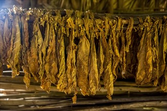 Drying tobacco leaves in a tobacco barn