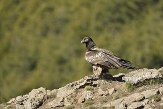 Young Lammergeier or Bearded Vulture (Gypaetus barbatus) at a bait place