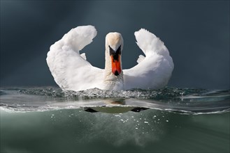 Mute Swan (Cygnus olor) front on