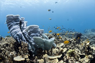 Coral reef with blue sponge (Callyspongia) and tropical reef fish