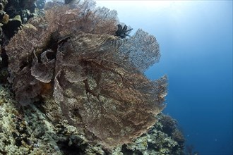 Giant Hickson's fan corals (Subergorgia hicksoni-mollis)
