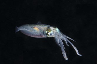 Bigfin Reef Squid (Sepioteuthis lessoniana)