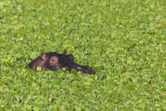 Hippopotamus (Hippopotamus amphibius) in a pond covered with water lettuce