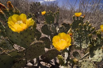 Flowering Prickly Pear Cactus (Opuntia sp.)